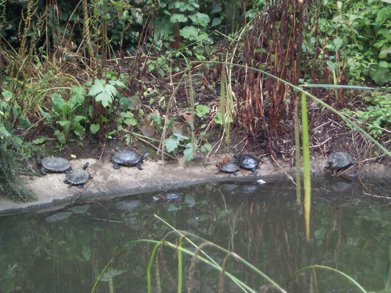 terrapins
