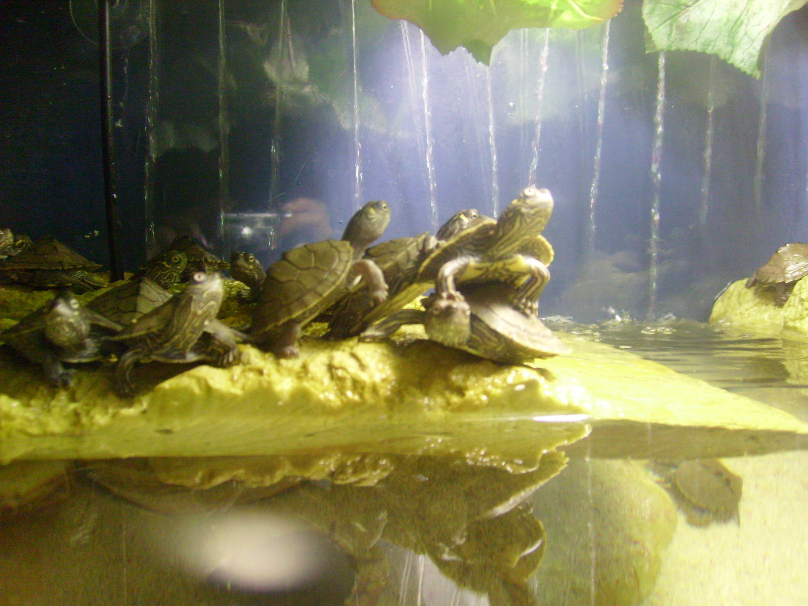 terrapins