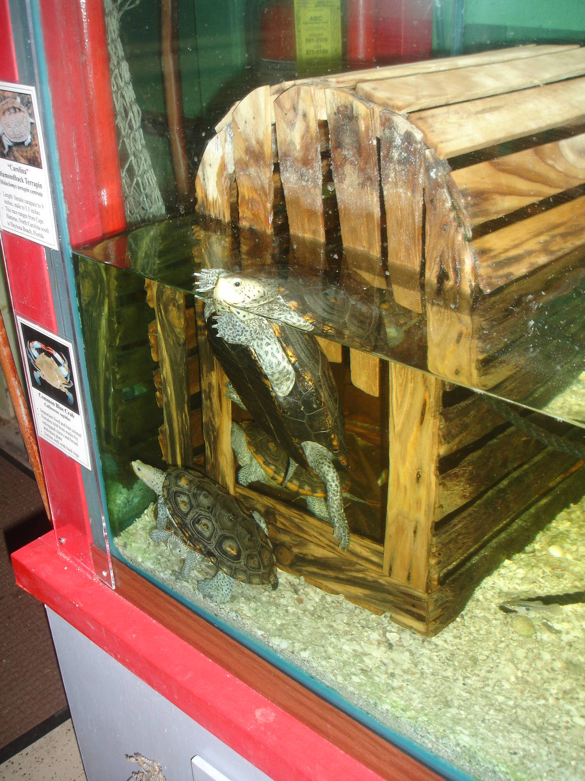Terrapins