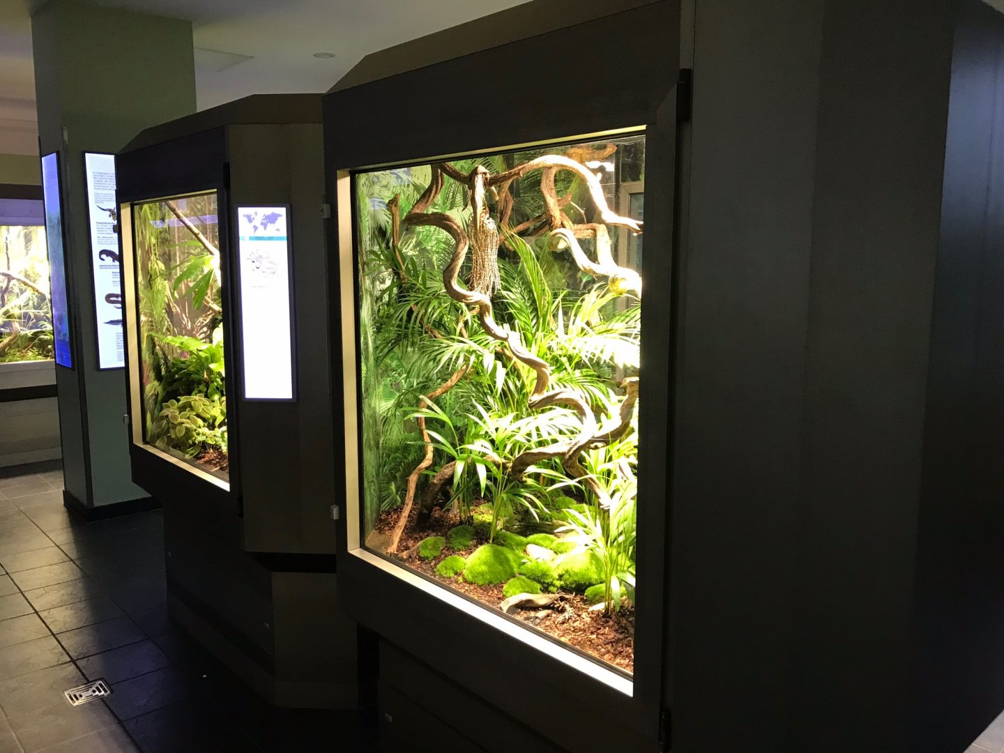 Terraria in amphibian section 270118