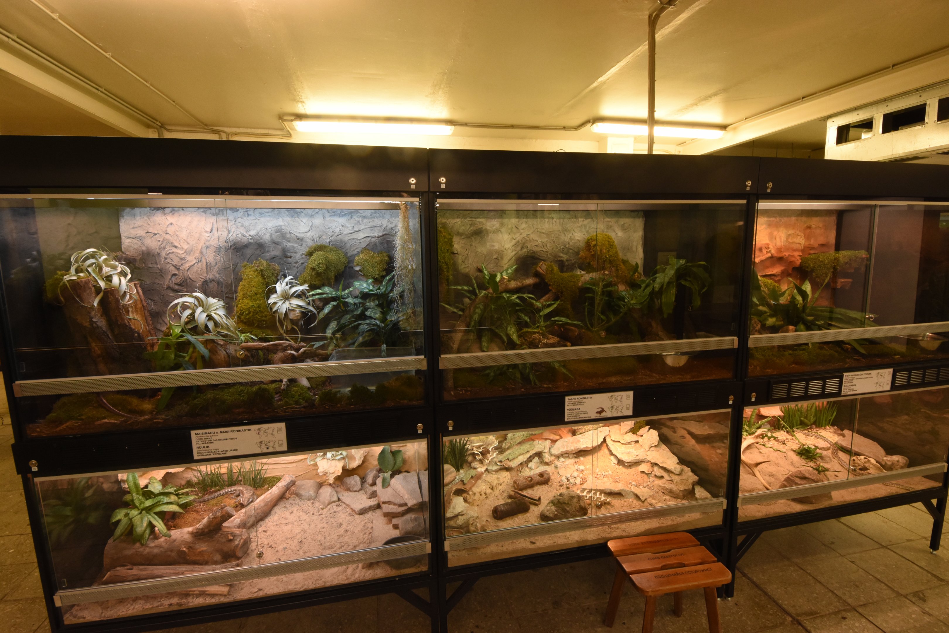 Terraria in Elephant house