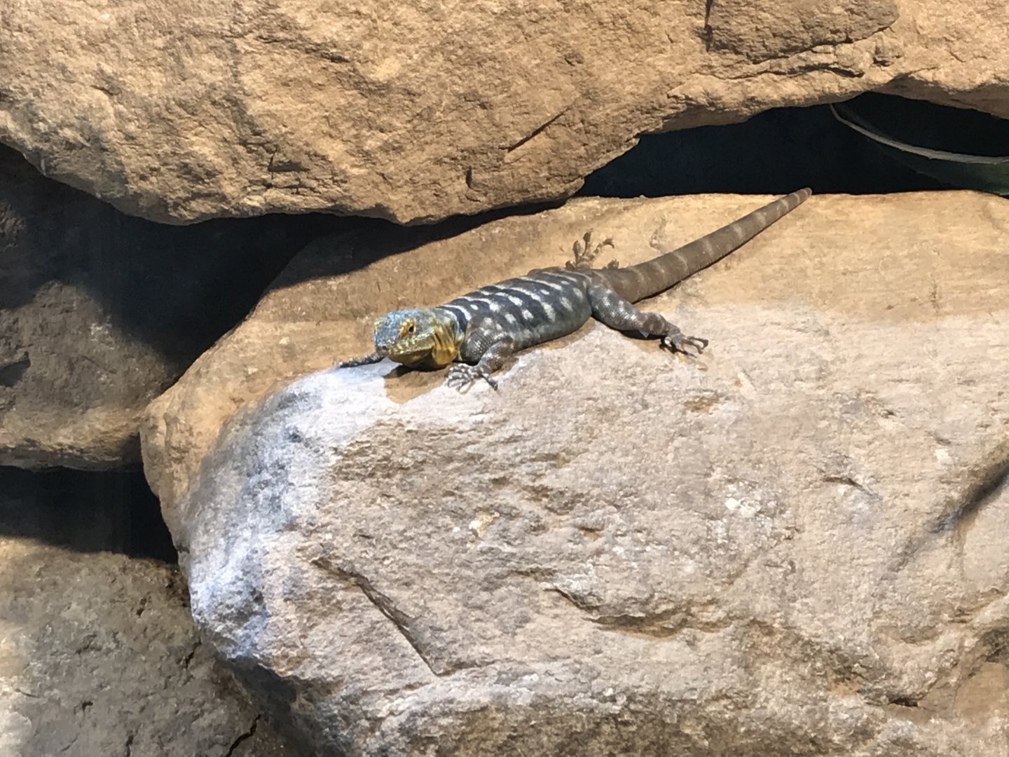 Terrarien - Blue rock lizard? 011218