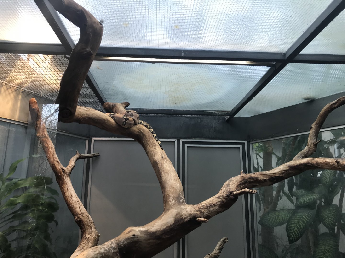 Terrarien - Boa constrictor 011218