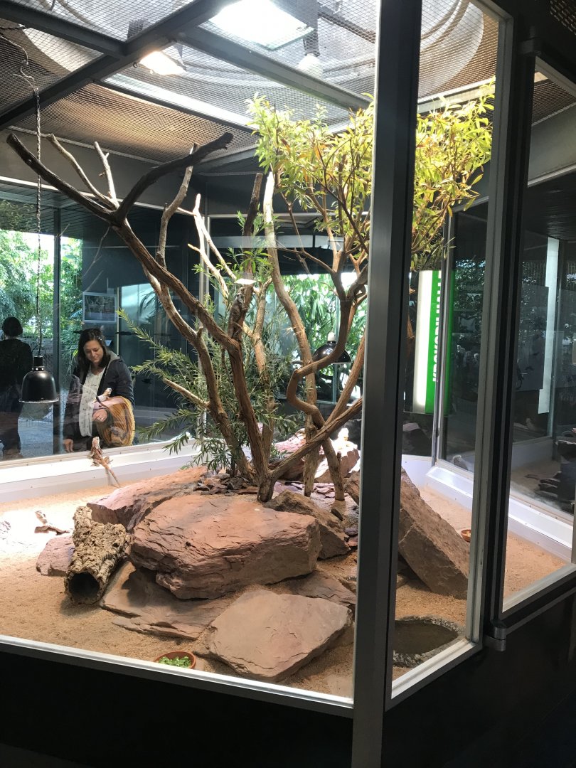 Terrarien - Eastern water dragon exhibit 011218