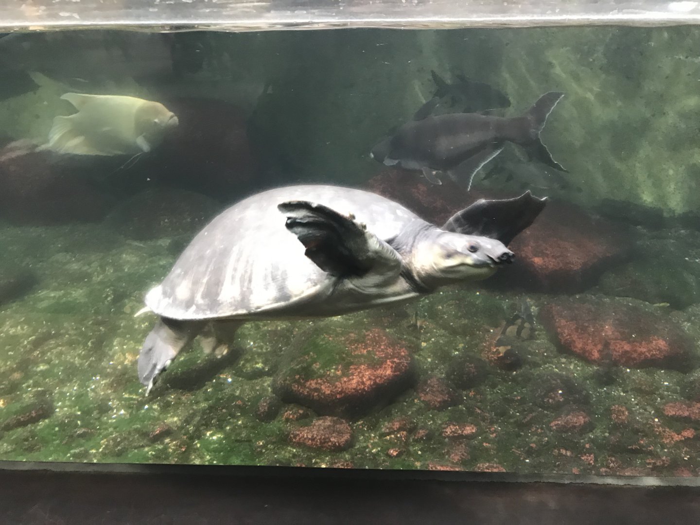 Terrarien - Fly river turtle 011218