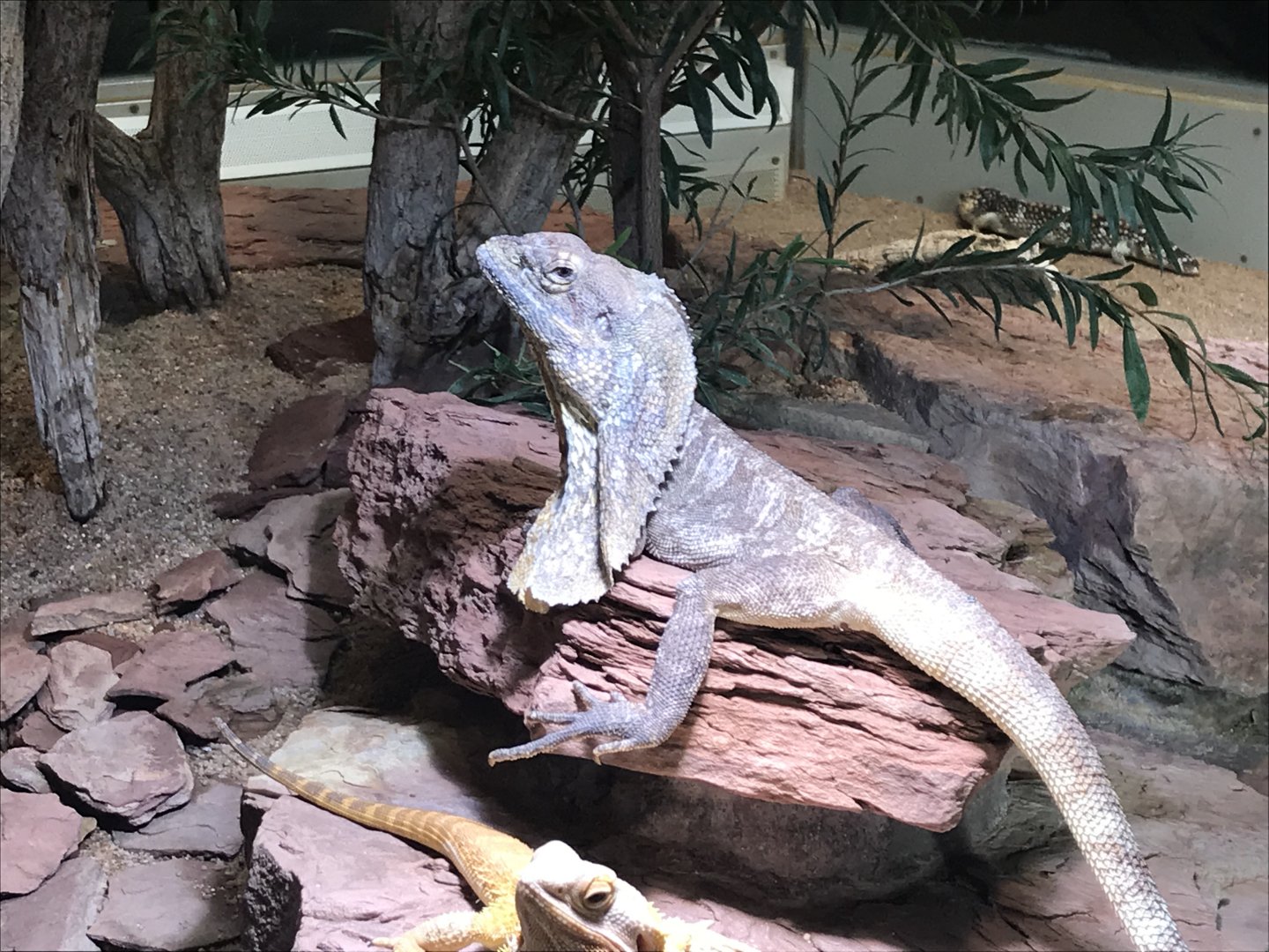 Terrarien - Frilled lizard 011218