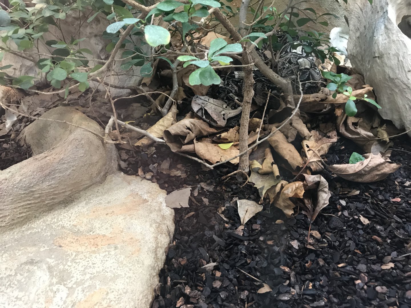 Terrarien - Gaboon viper 011218