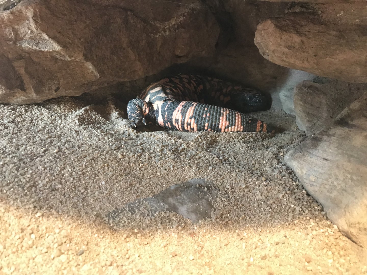 Terrarien - Gila monster 011218