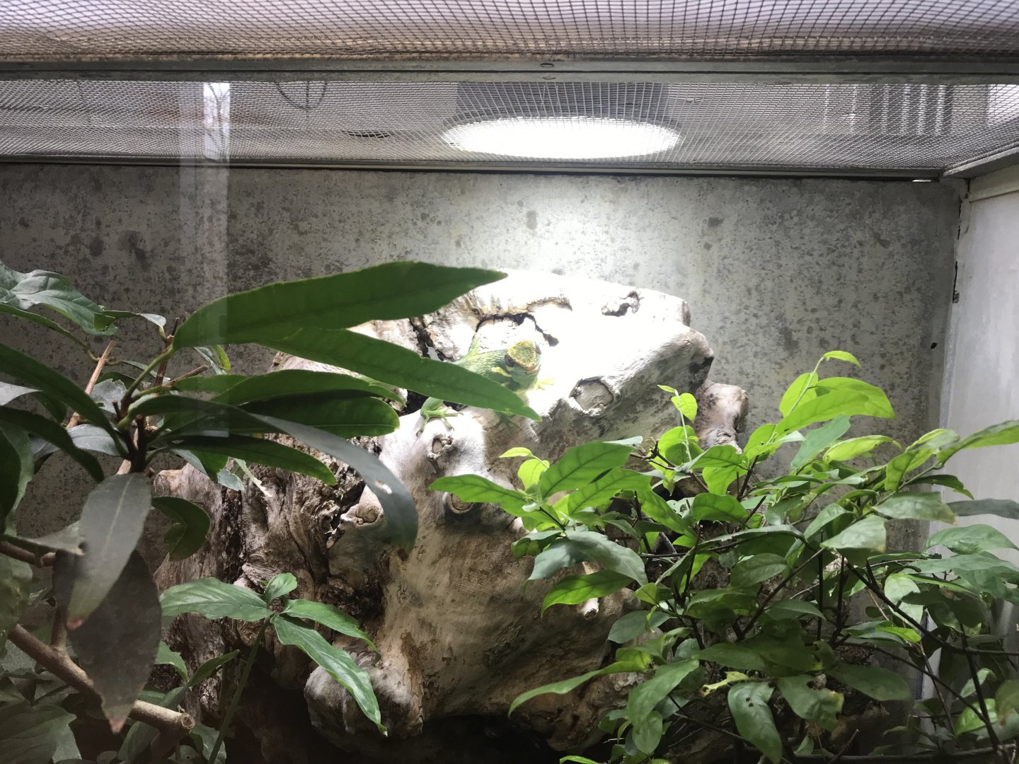 Terrarien - Knight anole 011218