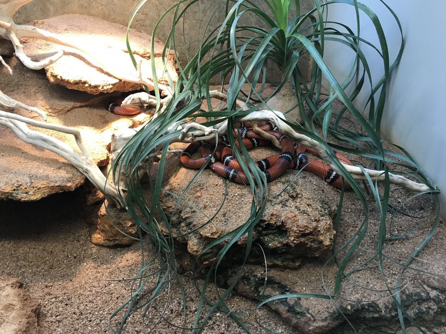 Terrarien - Lampropeltis triangulum sinaloae 011218