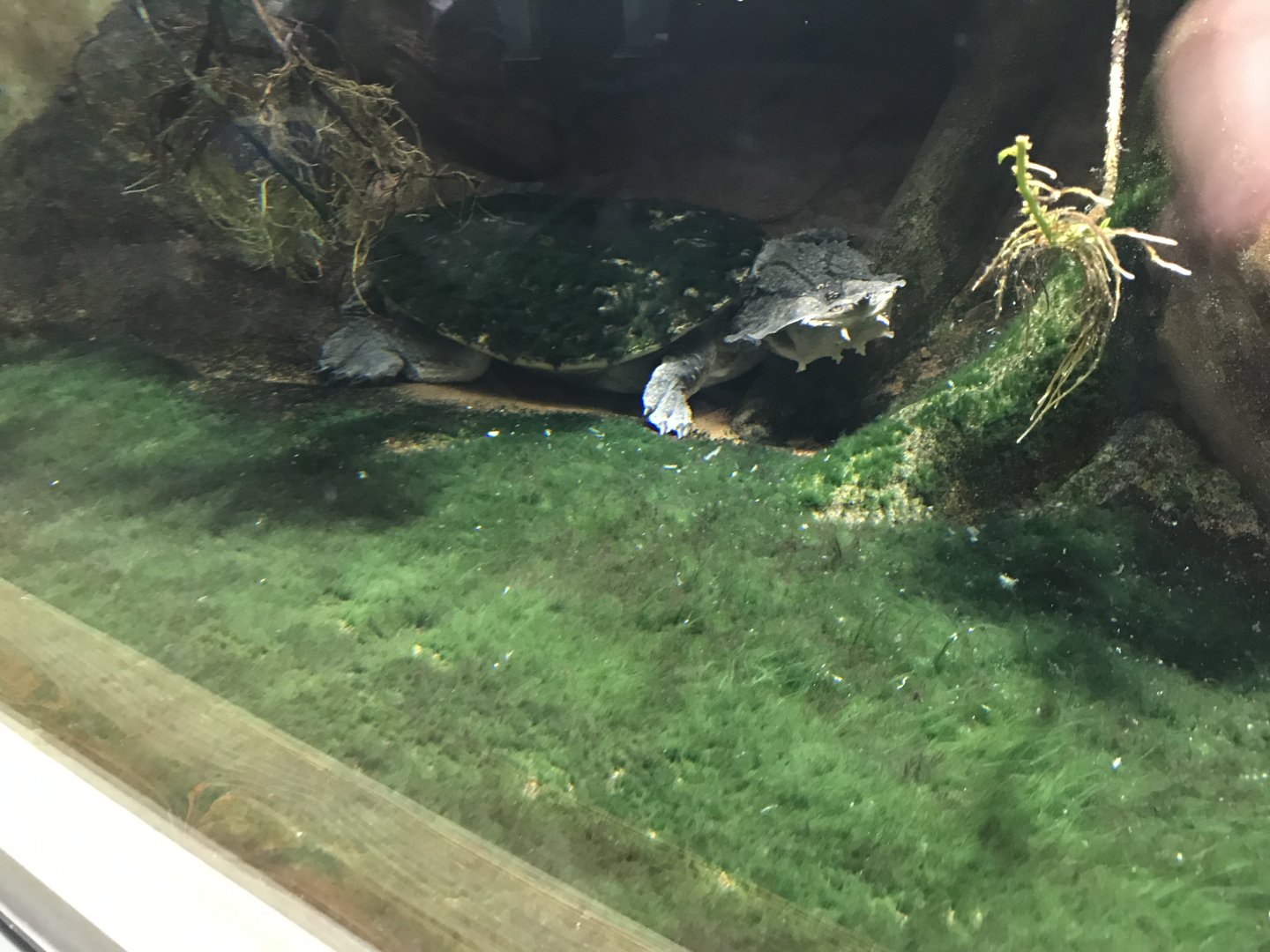 Terrarien - Mata mata 011218