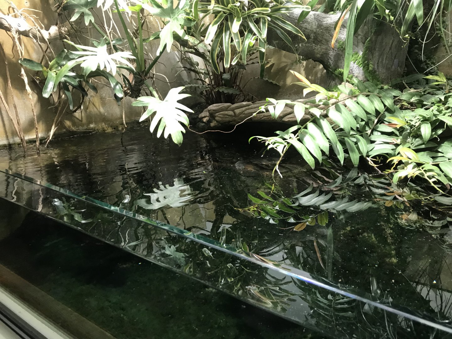 Terrarien - Mata mata exhibit 011218