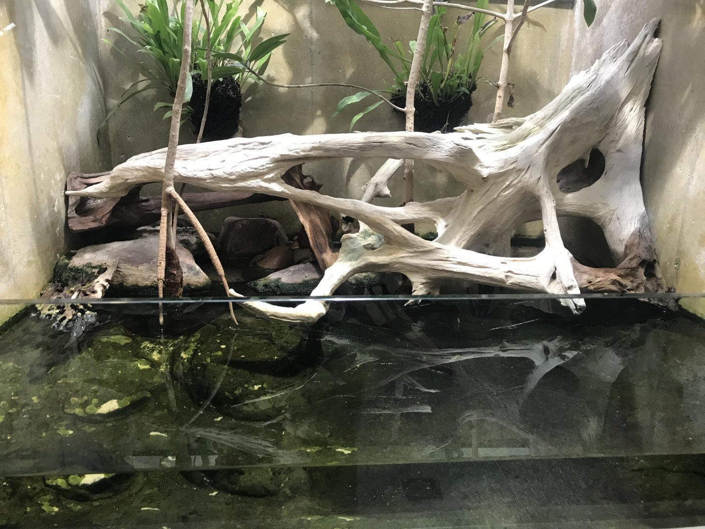 Terrarien - Mudskipper exhibit 011218