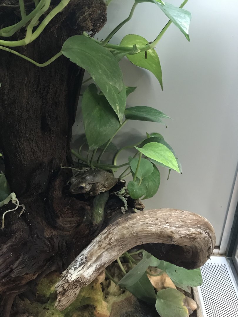 Terrarien - Polypedates leucomystax 011218