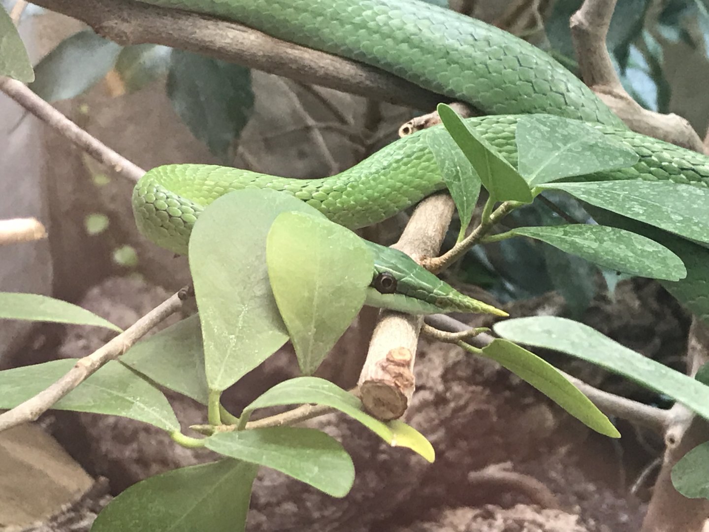 Terrarien - Rhino ratsnake 011218