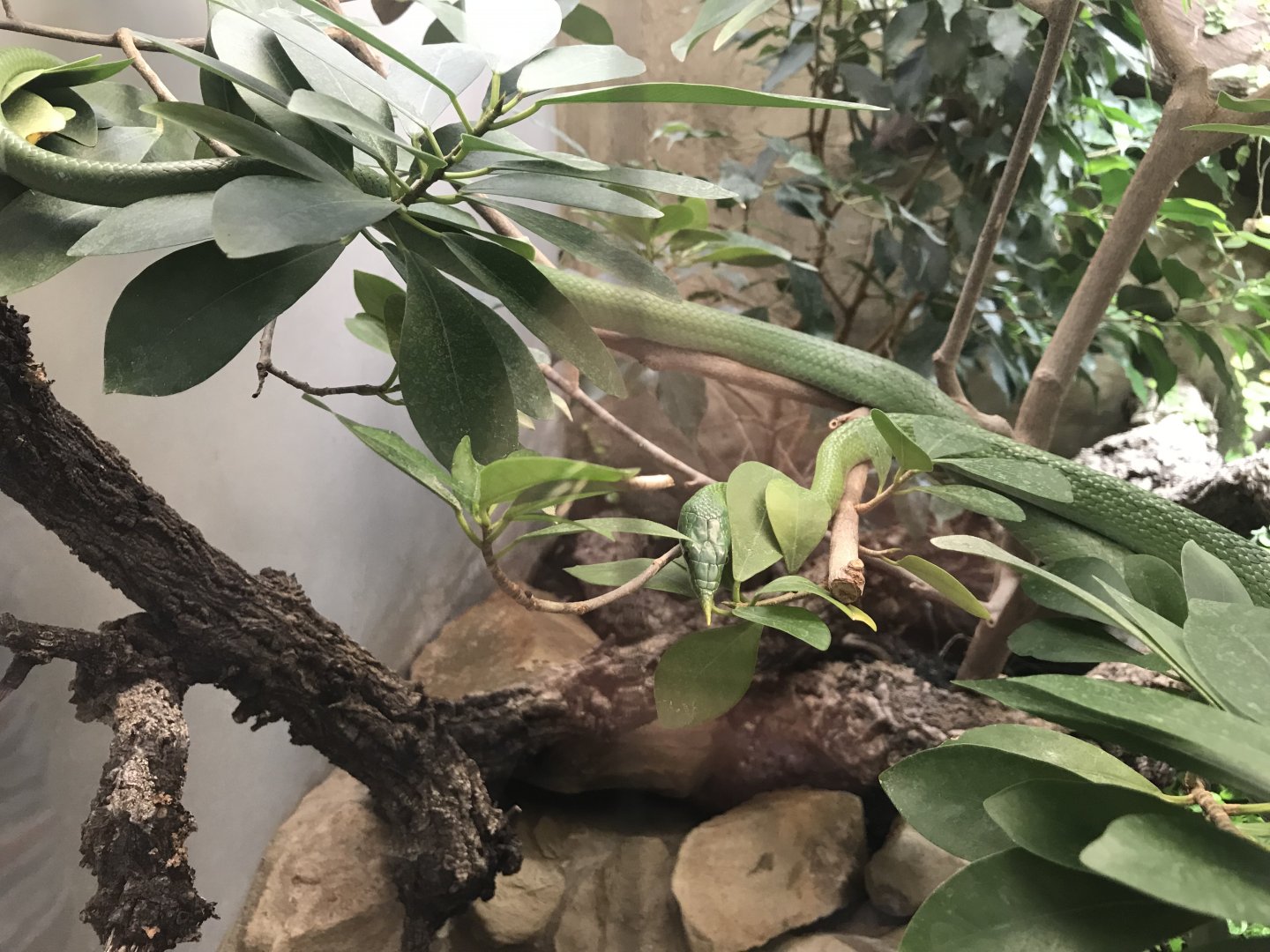Terrarien - Rhino ratsnake exhibit 011218