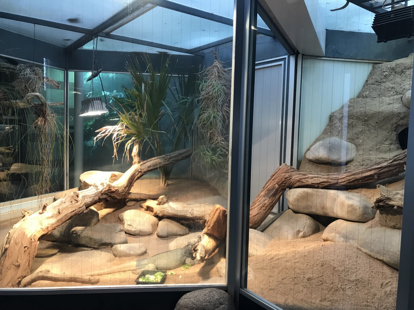 Terrarien - Rhinoceros iguana exhibit 011218