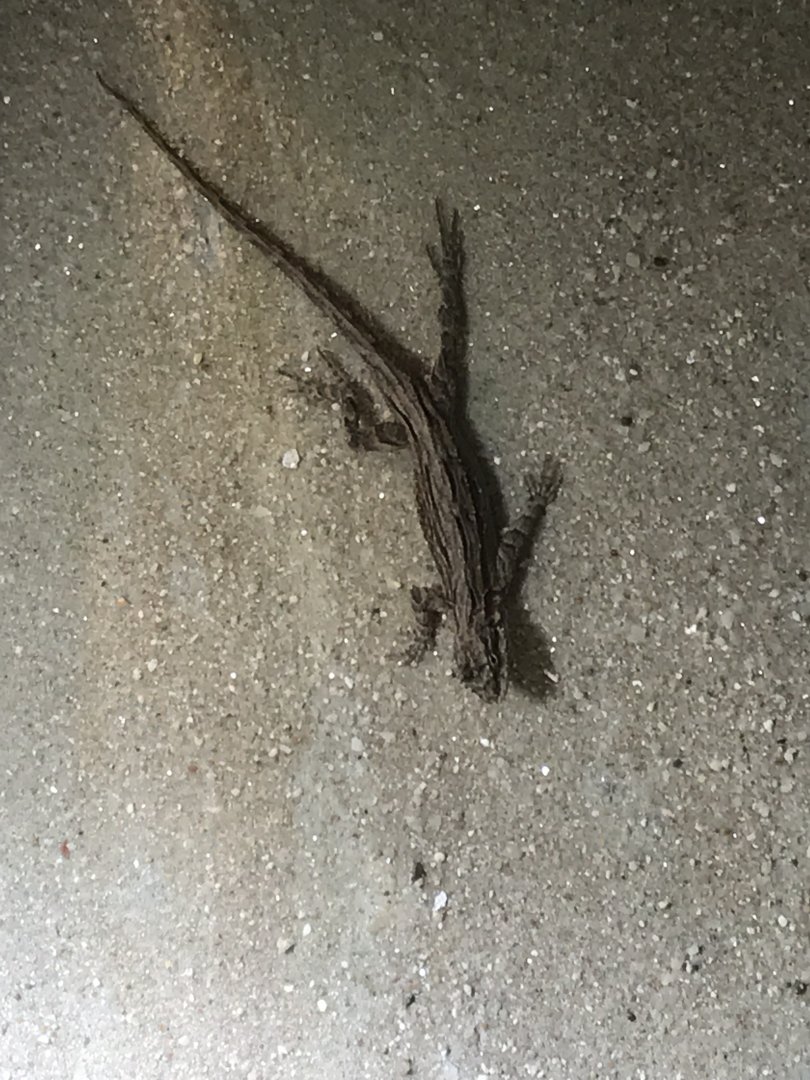 Terrarien - species ID please? 011218