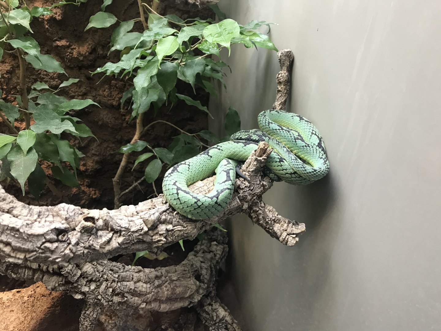 Terrarien - Sri Lankan pit viper 011218
