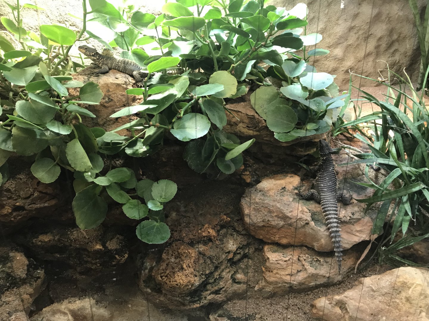 Terrarien - Sungazers (Cordylus giganteus) 011218