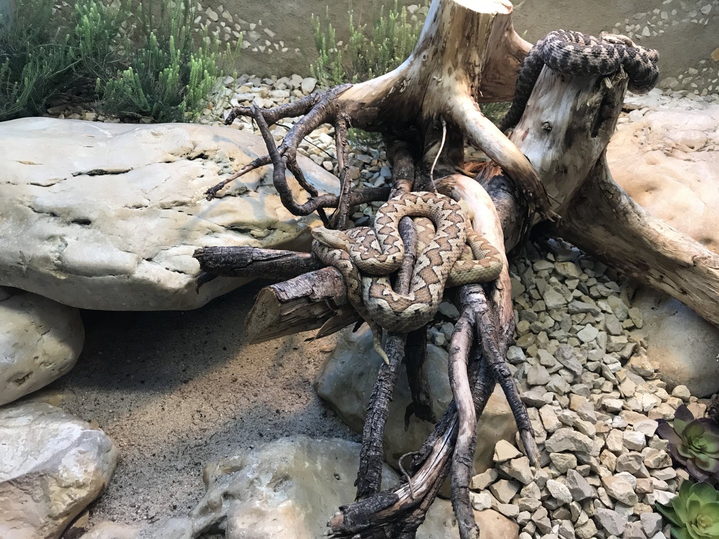 Terrarien - Vipera ammodytes ammodytes 011218