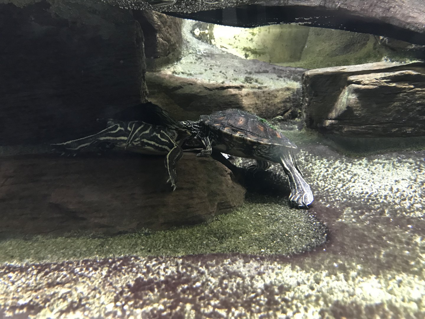 Terrarien - Yellow-blotched map turtle 011218