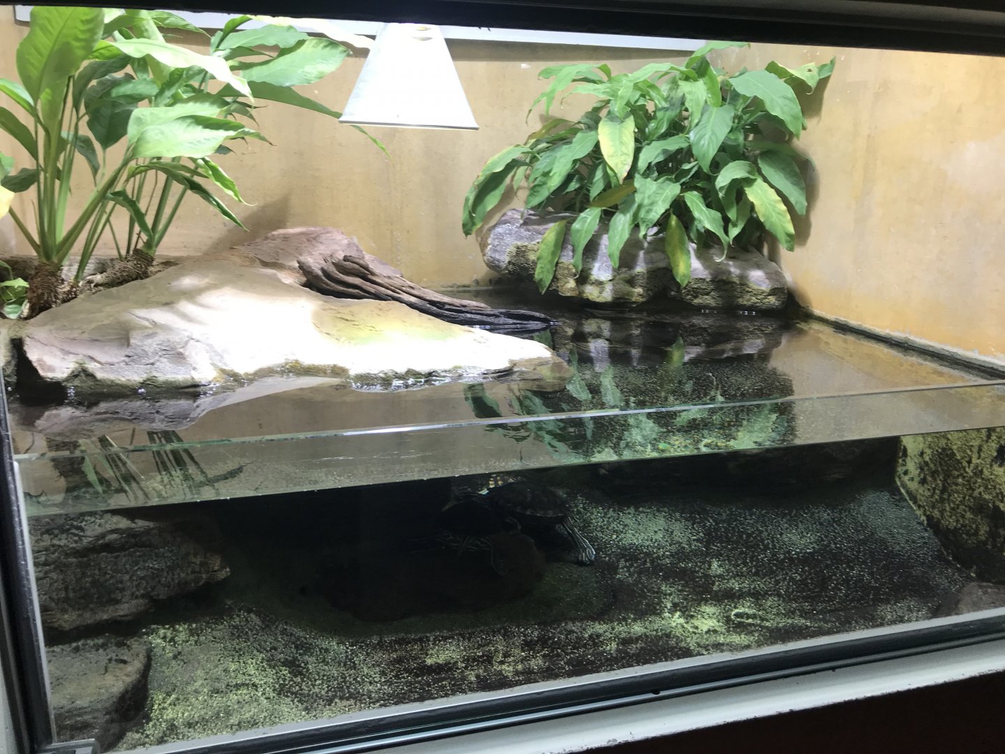 Terrarien - Yellow-blotched map turtle exhibit 011218