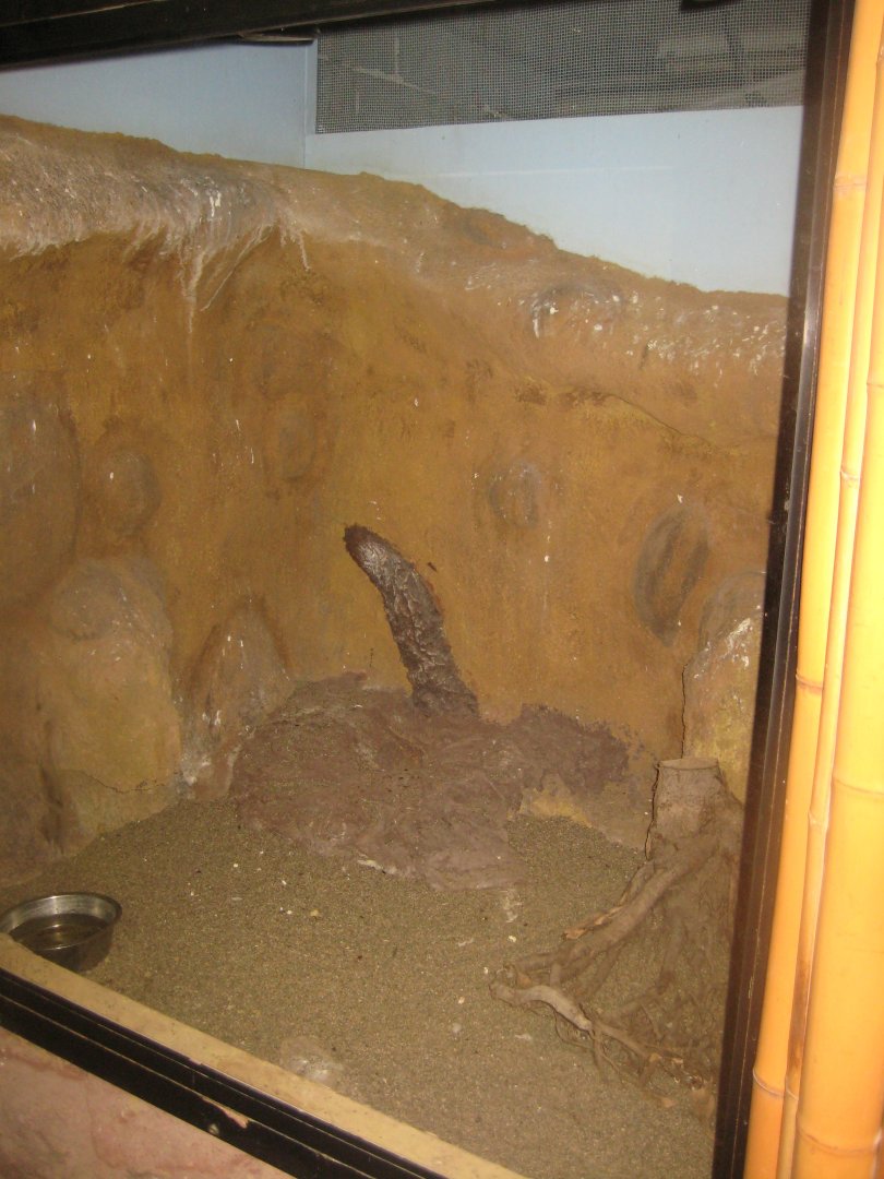 Terrariet Vissenbjerg - Beaded lizard exhibit