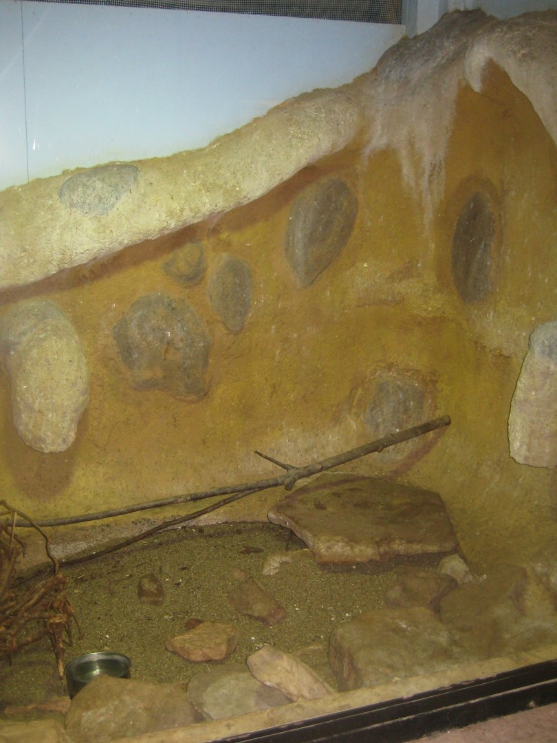 Terrariet Vissenbjerg - Black-and-white tegu exhibit