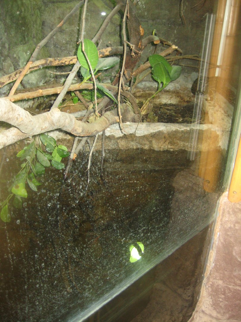 Terrariet Vissenbjerg - Boa constrictor exhibit