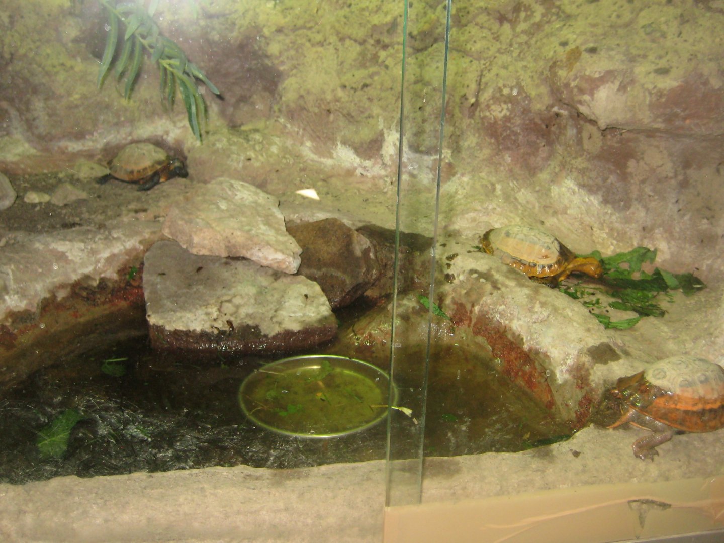 Terrariet Vissenbjerg - Box turtle exhibit