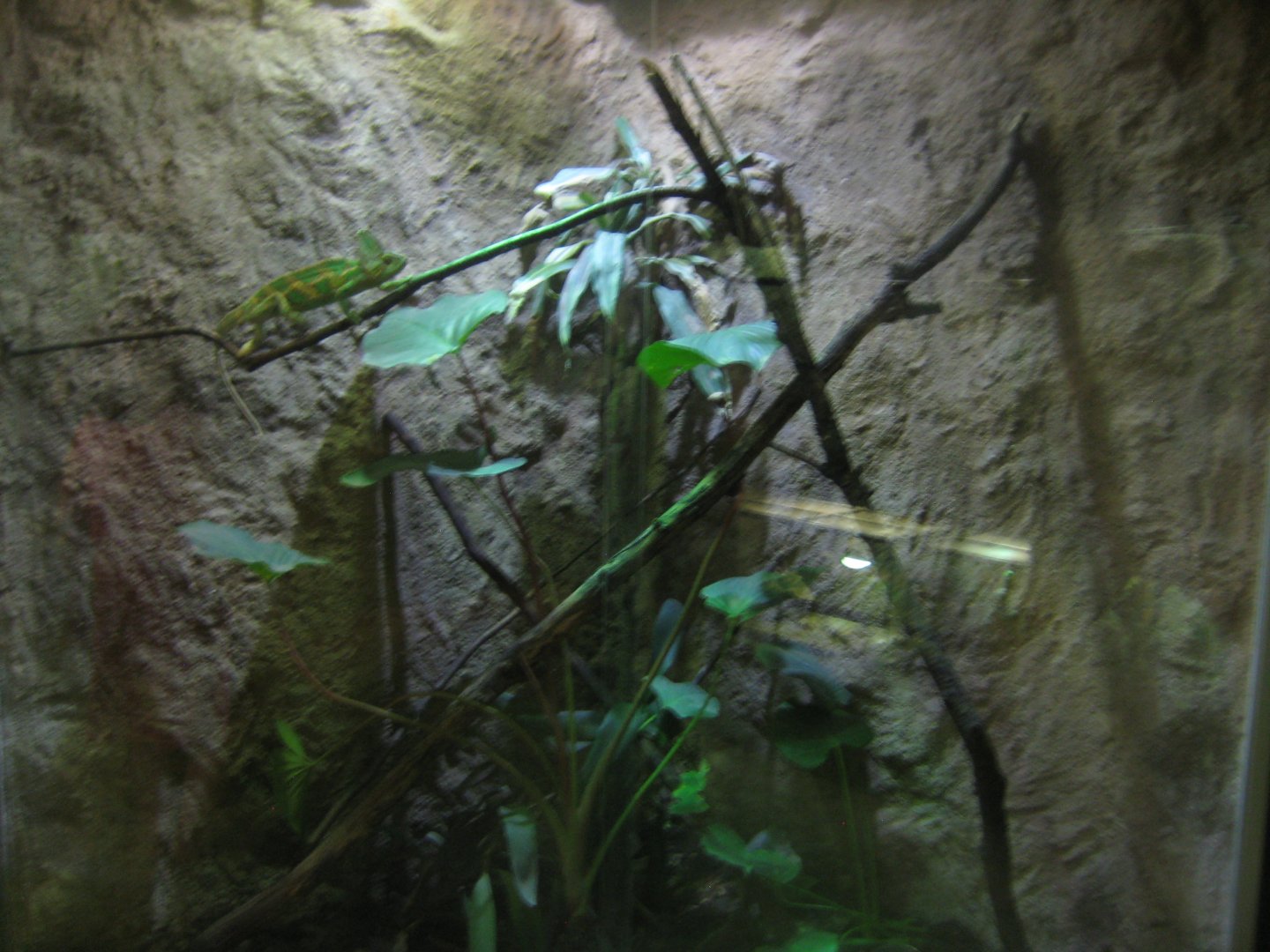 Terrariet Vissenbjerg - Chameleon exhibit