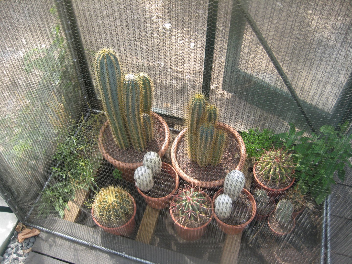 Terrariet Vissenbjerg - Euarium - Cacti