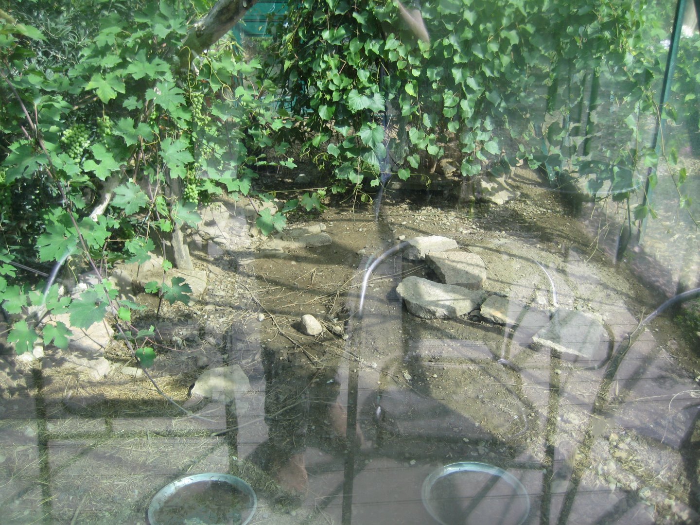 Terrariet Vissenbjerg - Euarium - Marginated tortoise exhibit