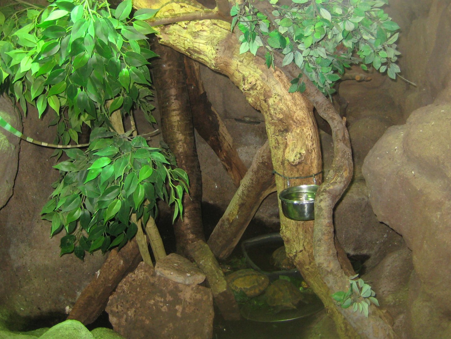 Terrariet Vissenbjerg - Fiji banded iguana exhibit