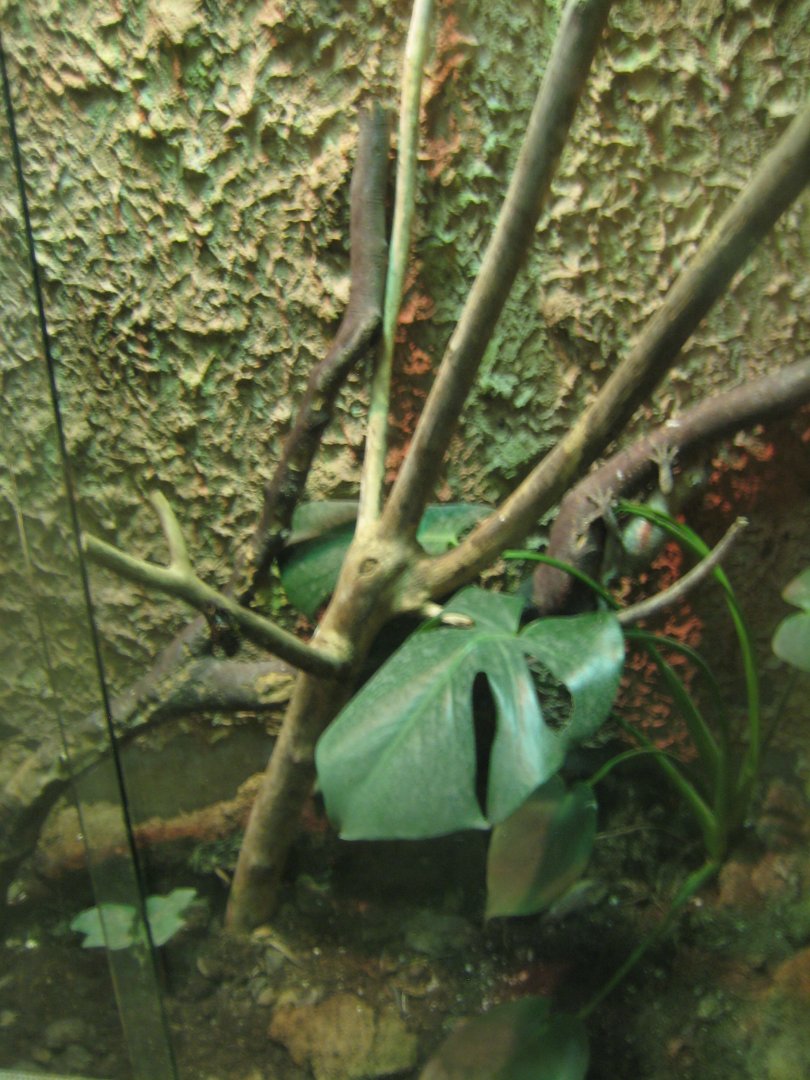 Terrariet Vissenbjerg - Gargoyle gecko exhibit