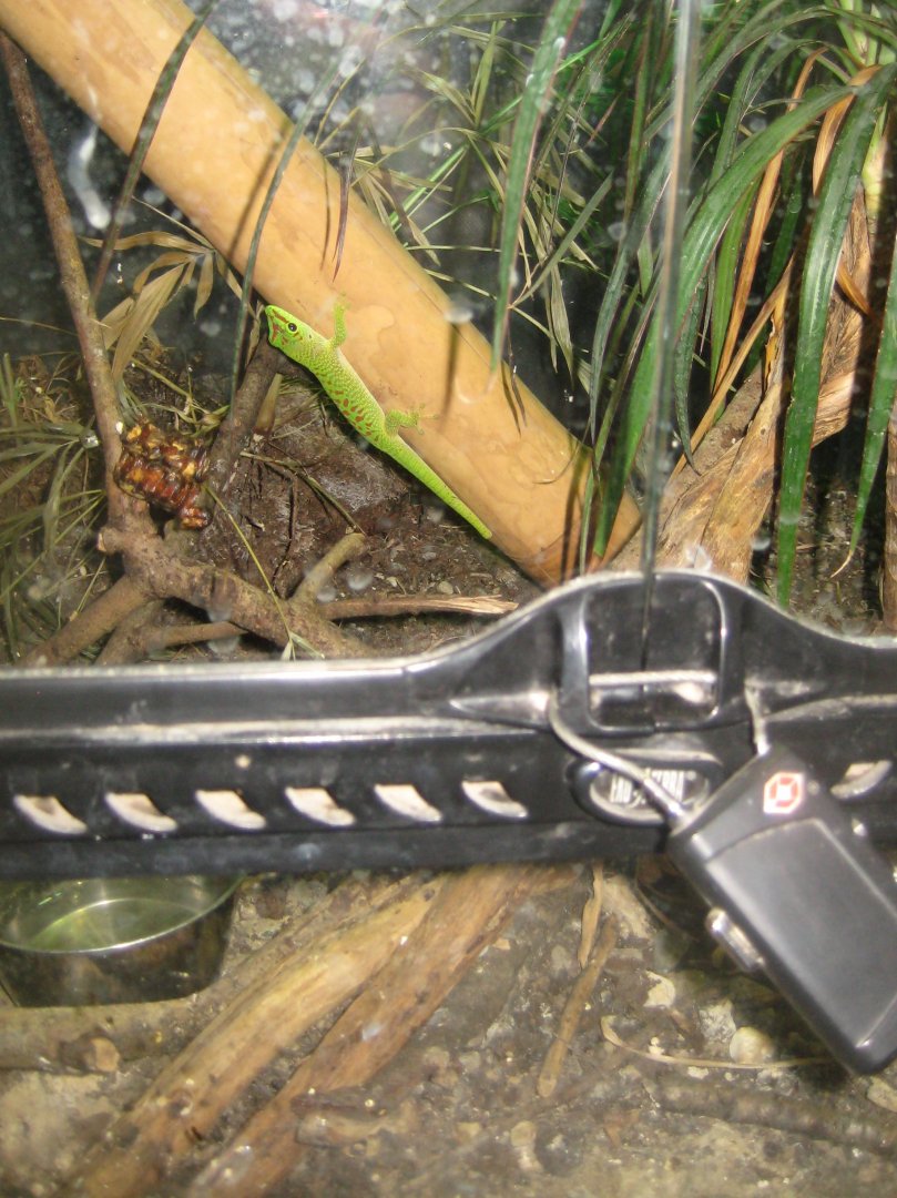 Terrariet Vissenbjerg - Giant Madagascar day gecko exhibit