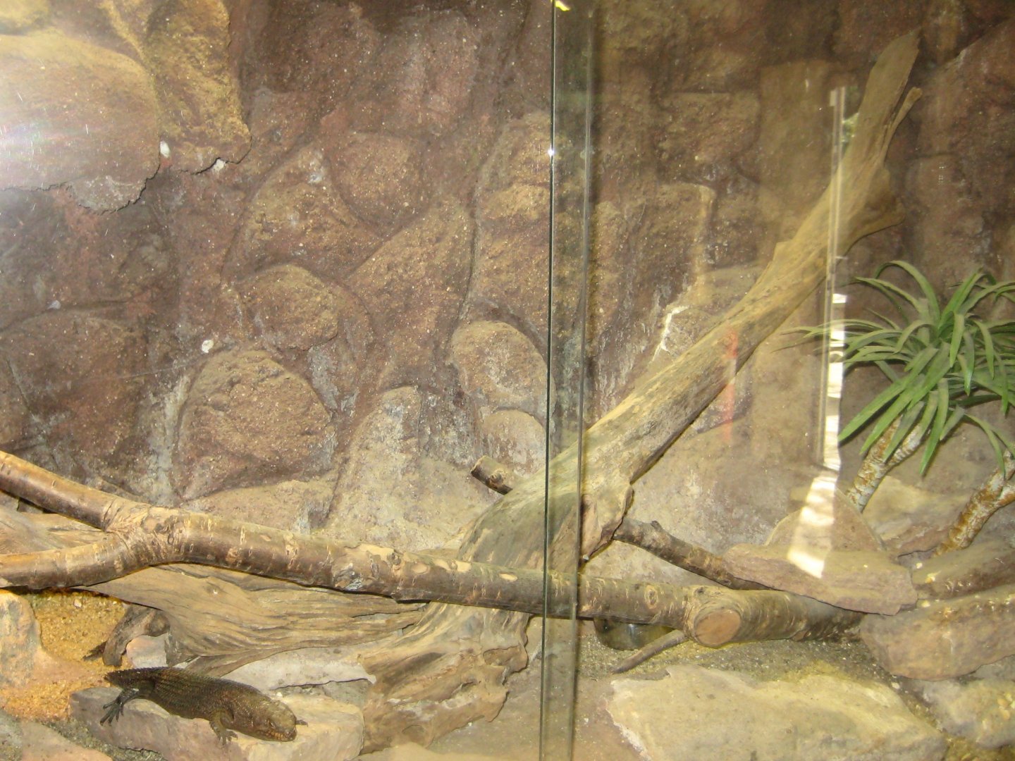 Terrariet Vissenbjerg - Gidgee skink exhibit
