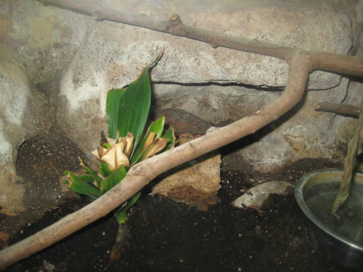 Terrariet Vissenbjerg - Leaf turtle exhibit
