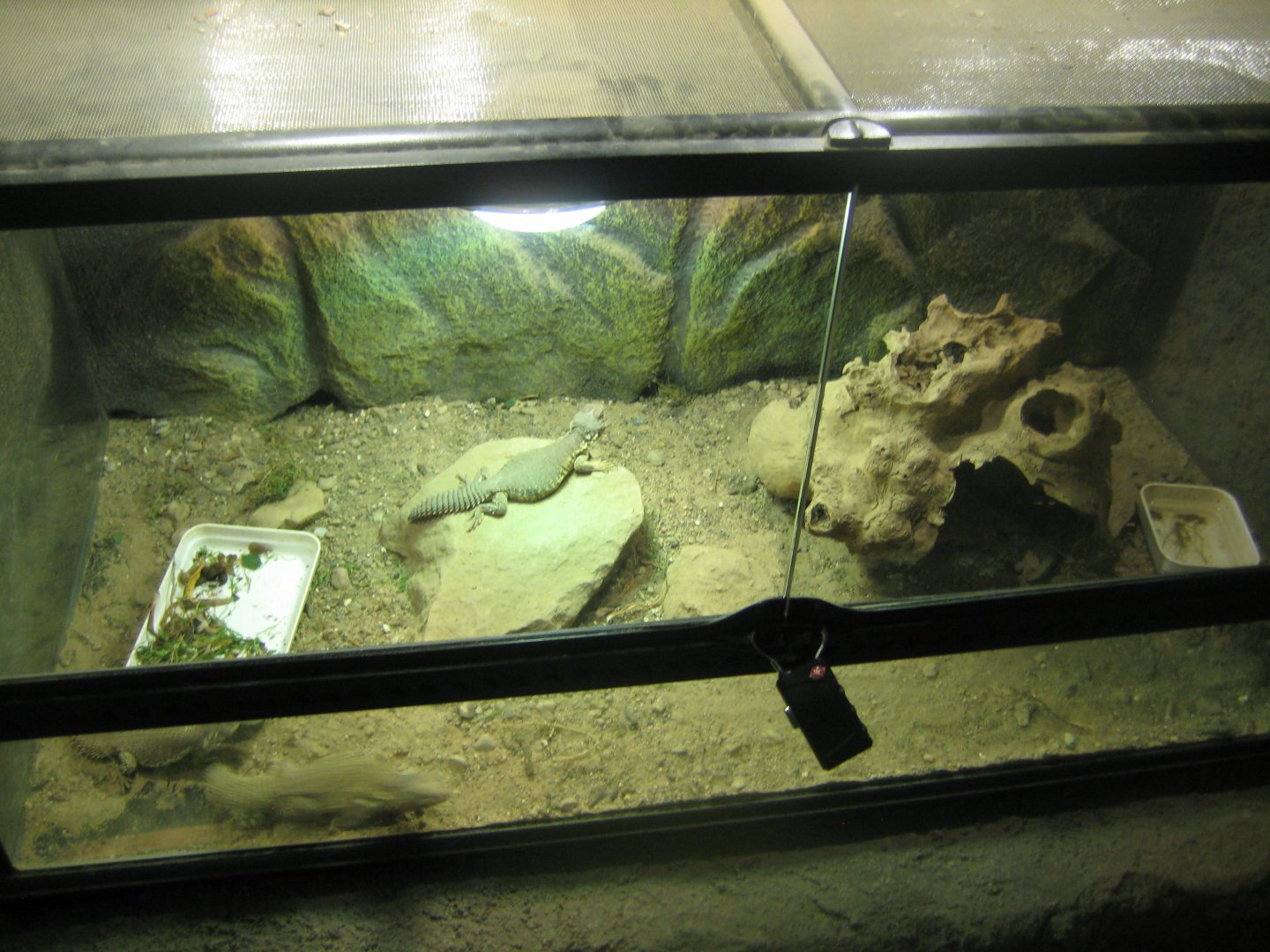 Terrariet Vissenbjerg - Mastigure exhibit