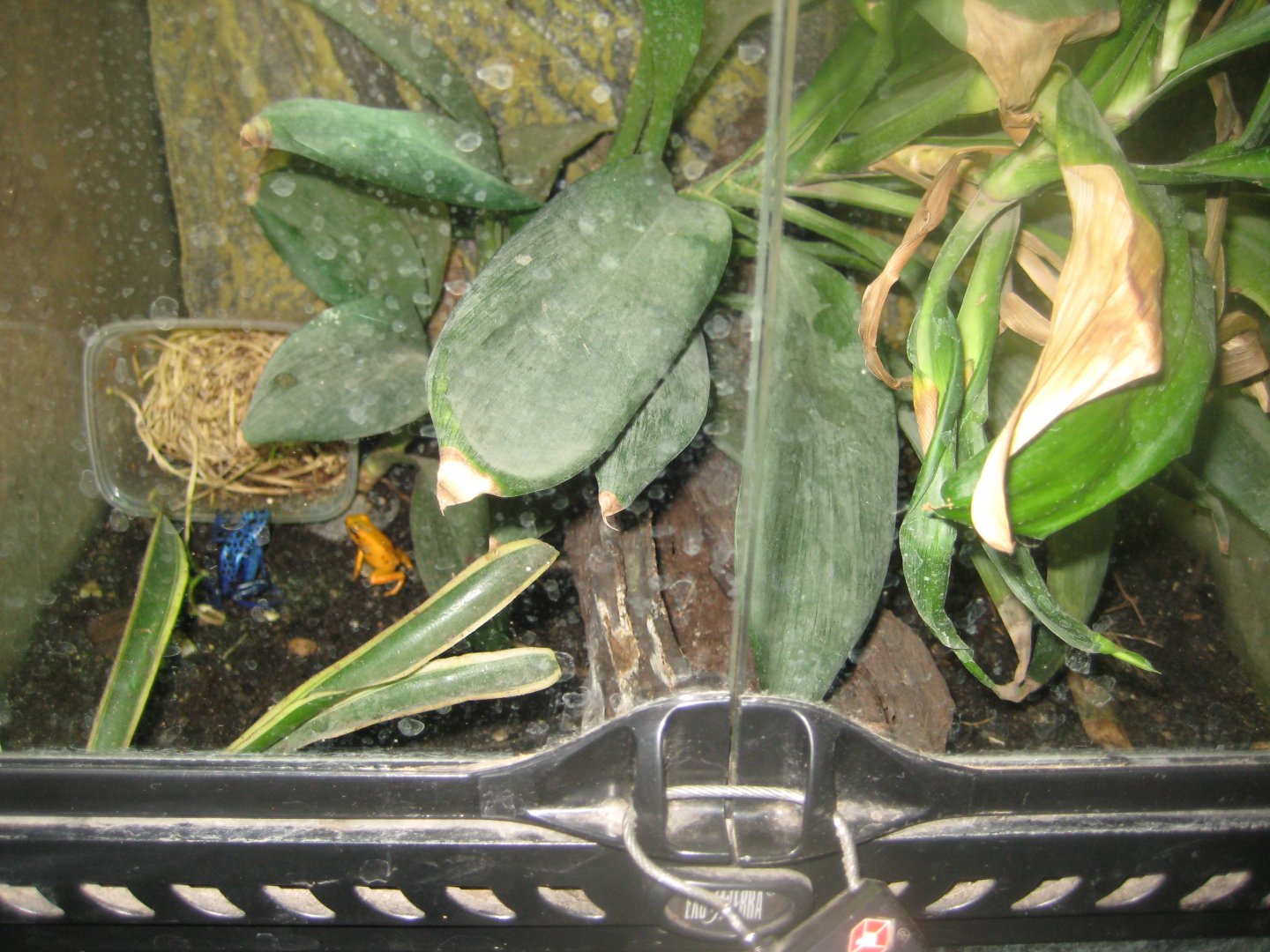 Terrariet Vissenbjerg - Poison dart frog exhibit