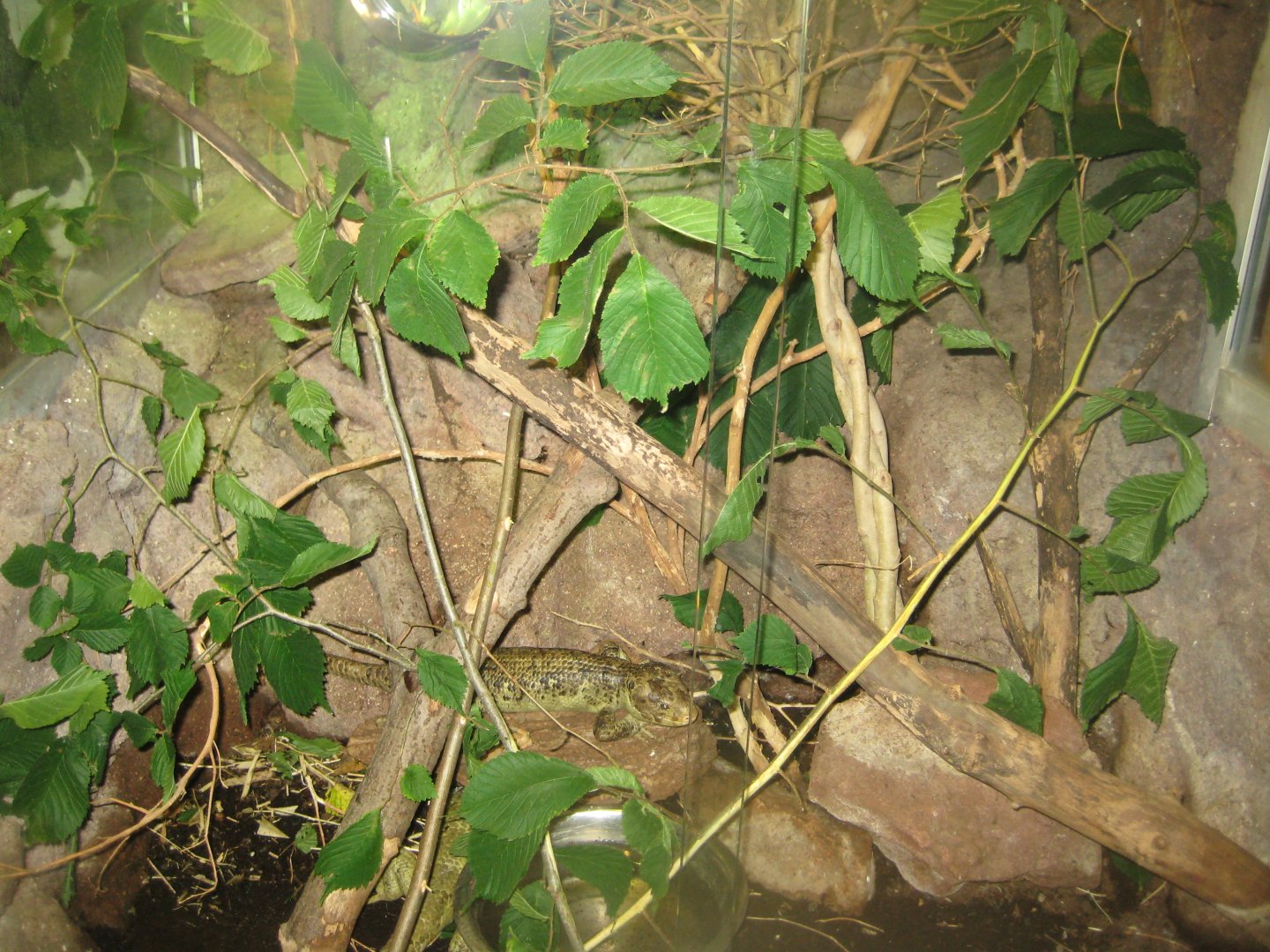 Terrariet Vissenbjerg - Prehensile-tailed skink exhibit