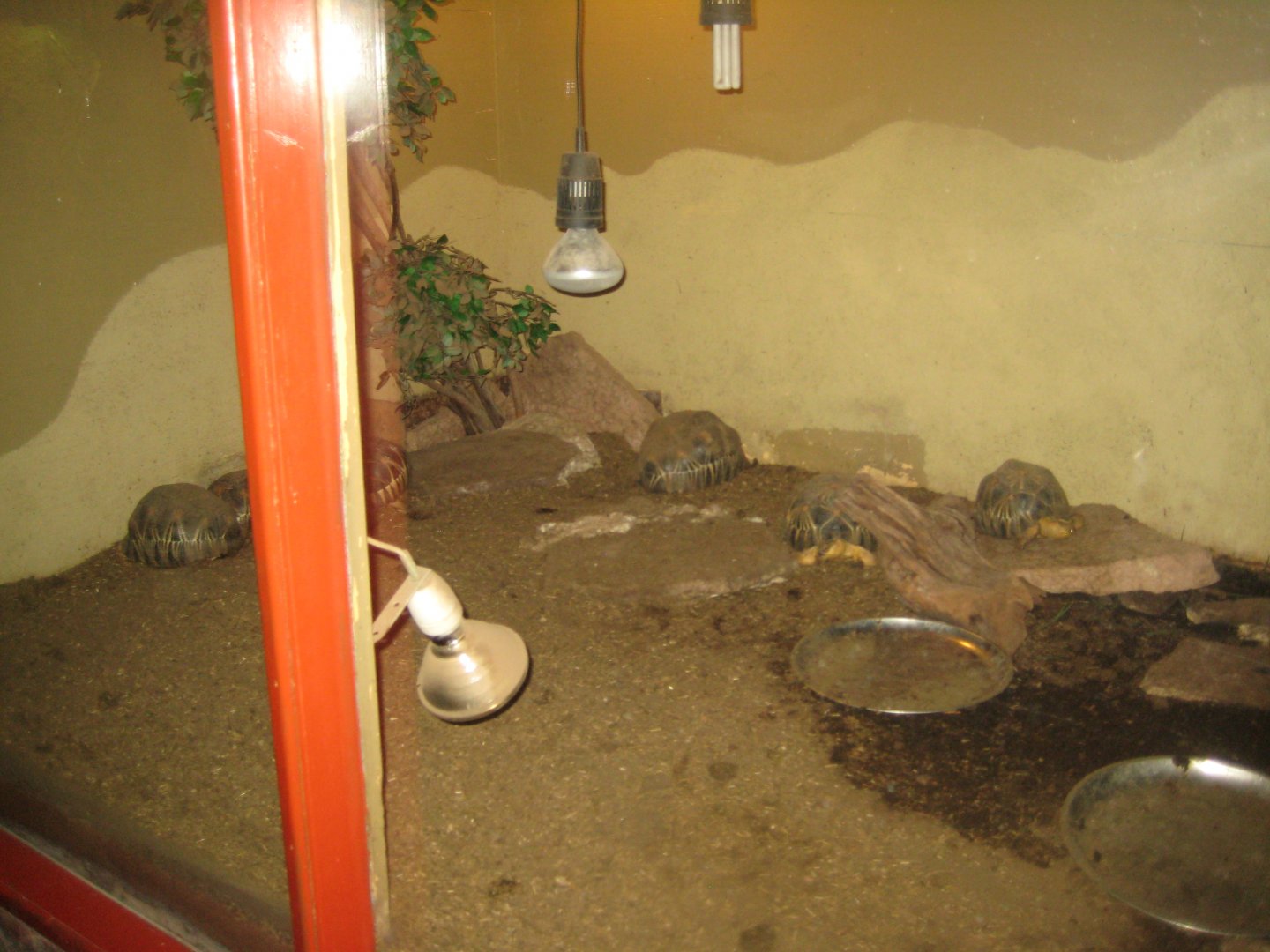 Terrariet Vissenbjerg - Radiated tortoise exhibit