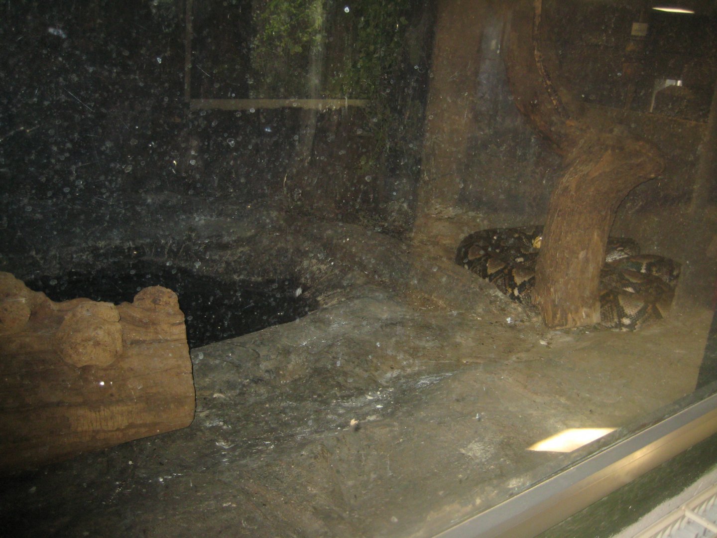 Terrariet Vissenbjerg - Reticulated python exhibit