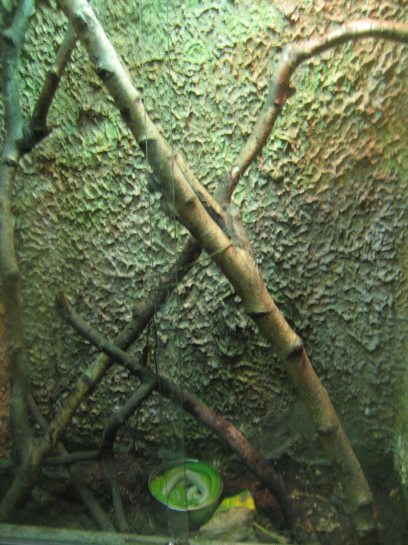 Terrariet Vissenbjerg - Rhinoceros ratsnake exhibit