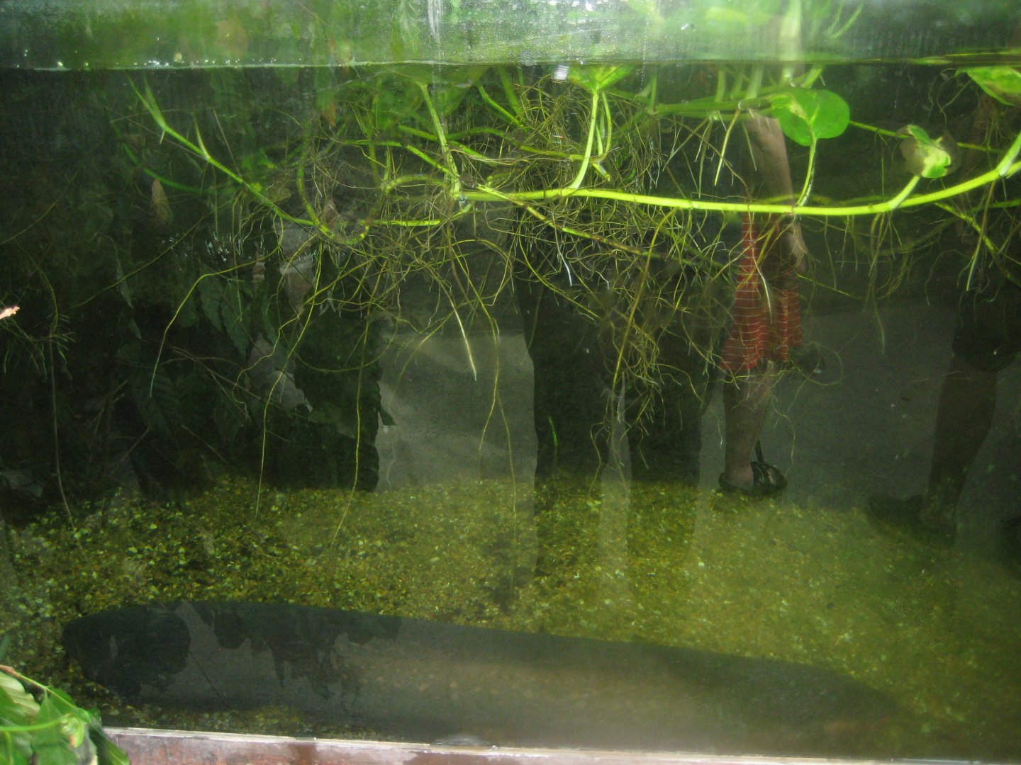 Terrariet Vissenbjerg - Southeast Asia - Electric eel exhibit