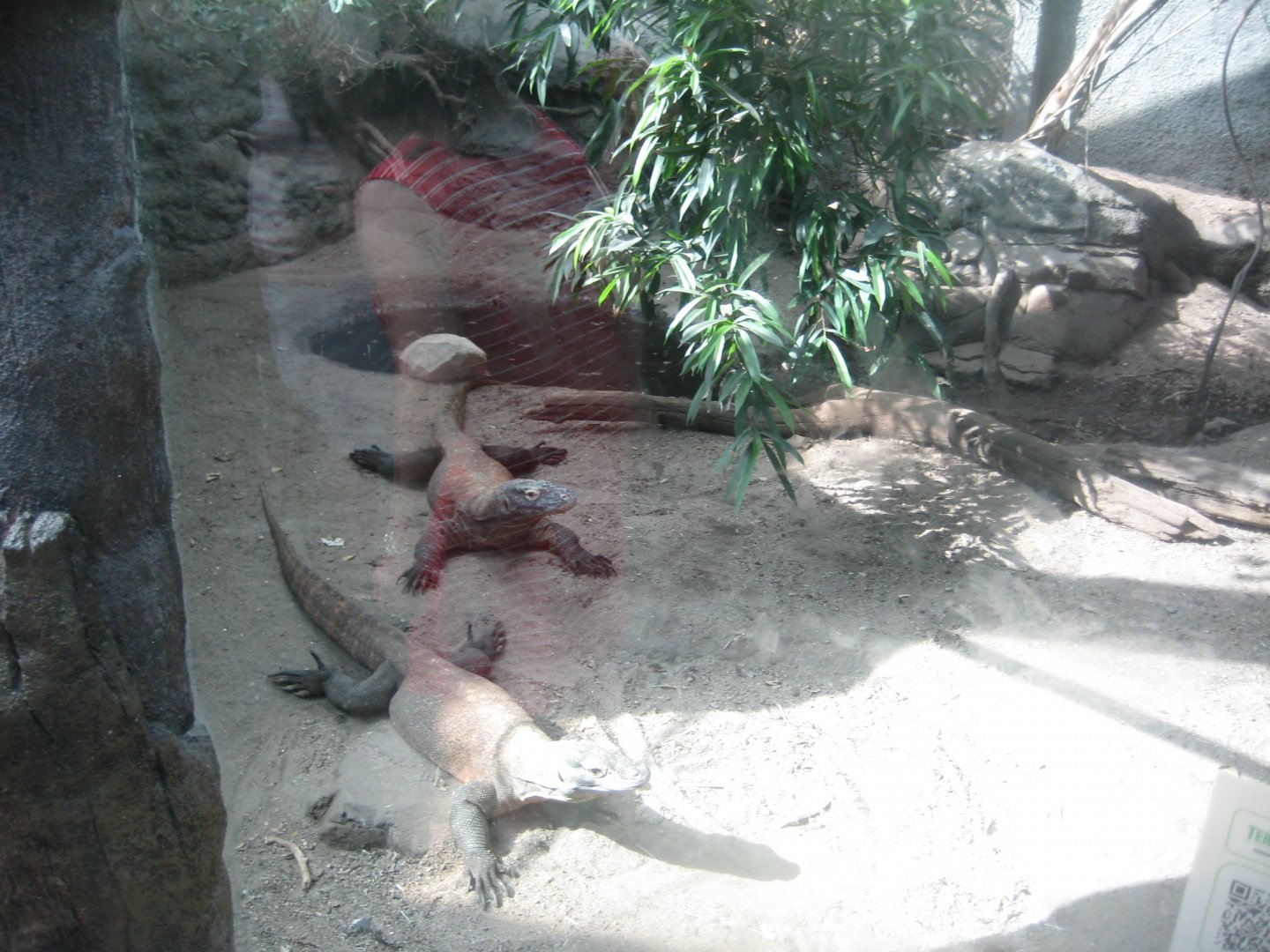 Terrariet Vissenbjerg - Southeast Asia - Komodo dragon exhibit