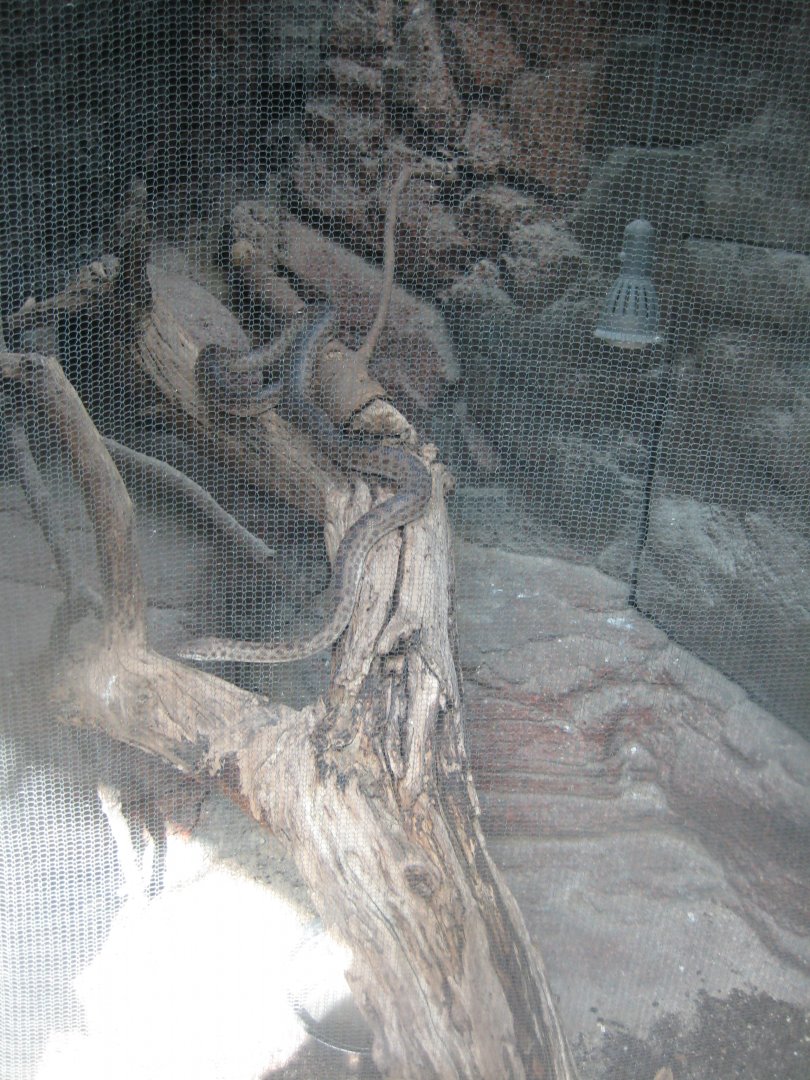 Terrariet Vissenbjerg - Southeast Asia - Python(?) exhibit