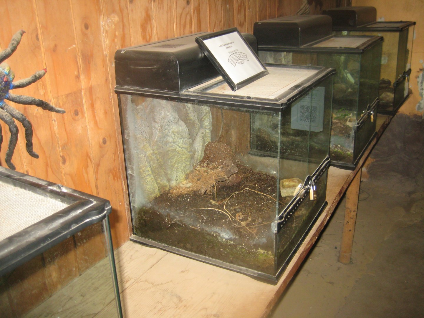 Terrariet Vissenbjerg - Tarantula exhibits