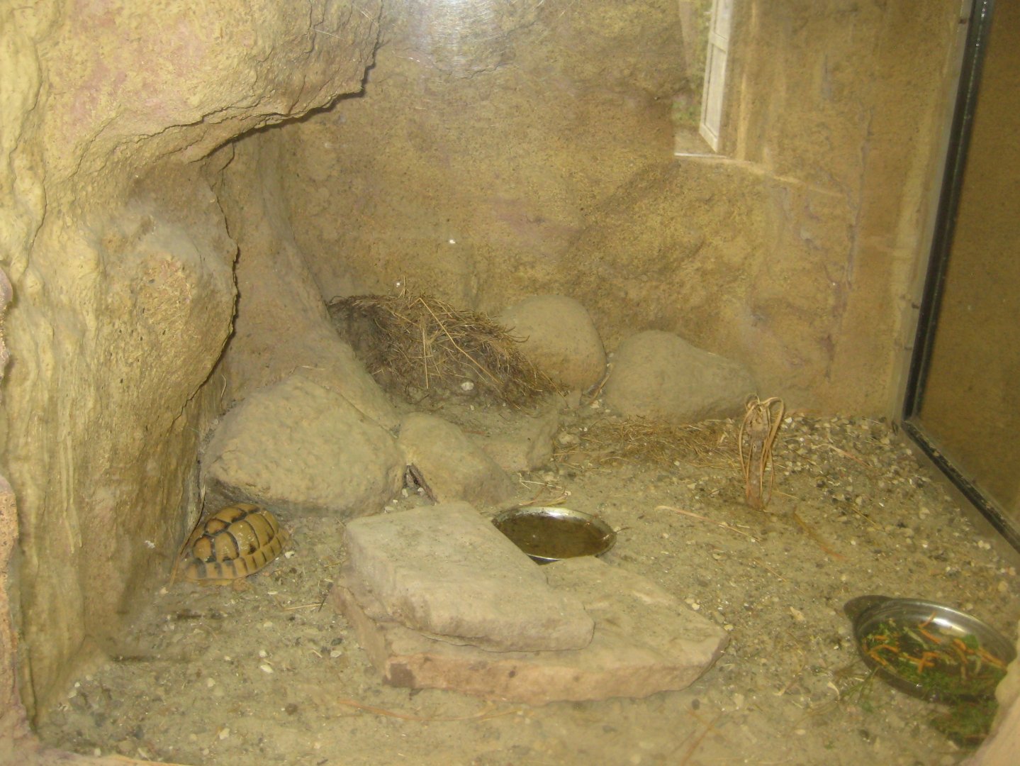 Terrariet Vissenbjerg - The desert - Egyptian tortoise exhibit